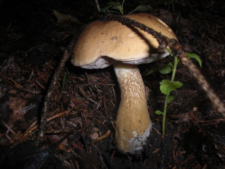 Ложный подберезовик