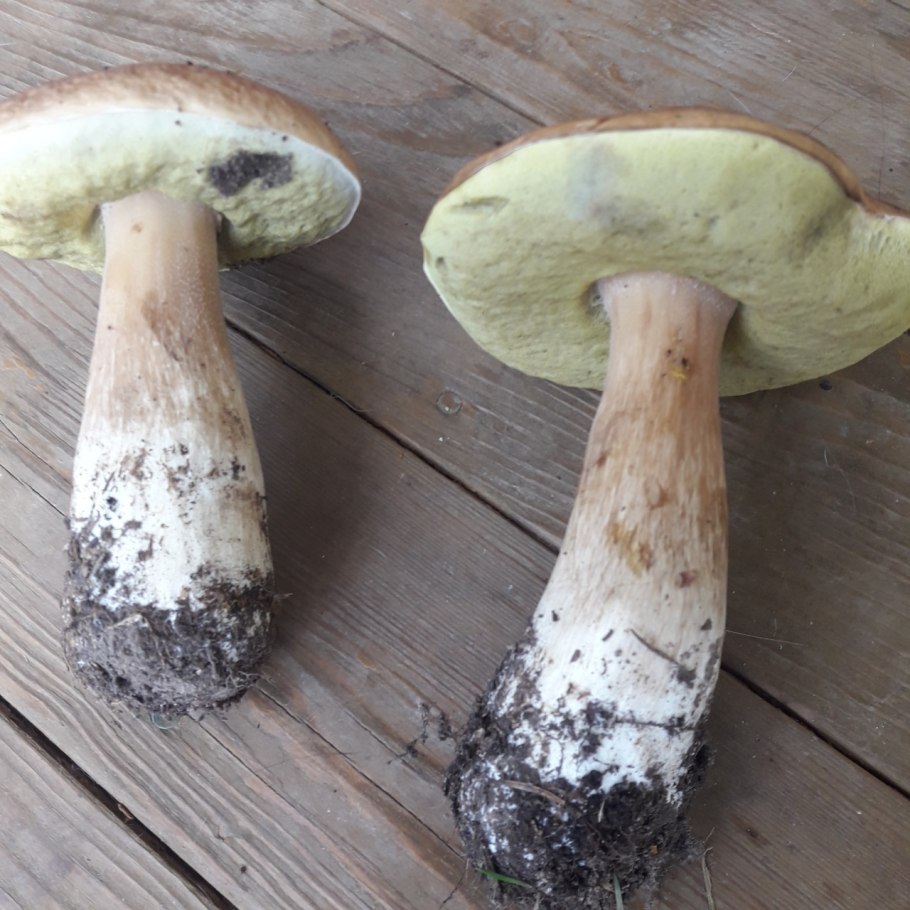 Лже Боровик гриб