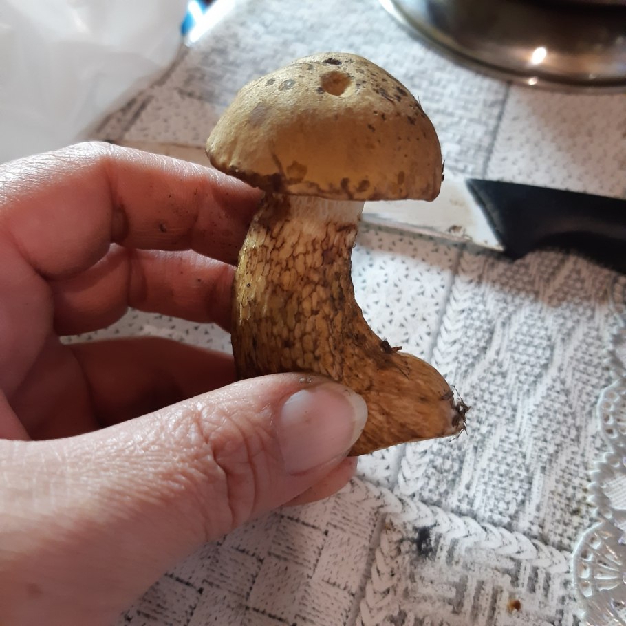 Желчный гриб в разрезе