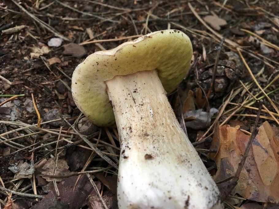 Лже Боровик гриб