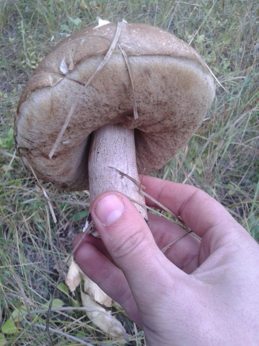 Ложный белый подберезовик