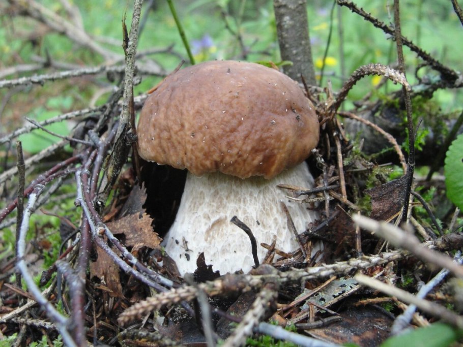 Лже Боровик гриб