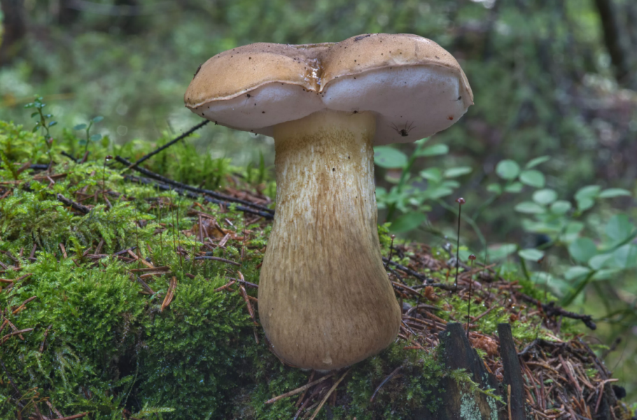 Tylopilus felleus