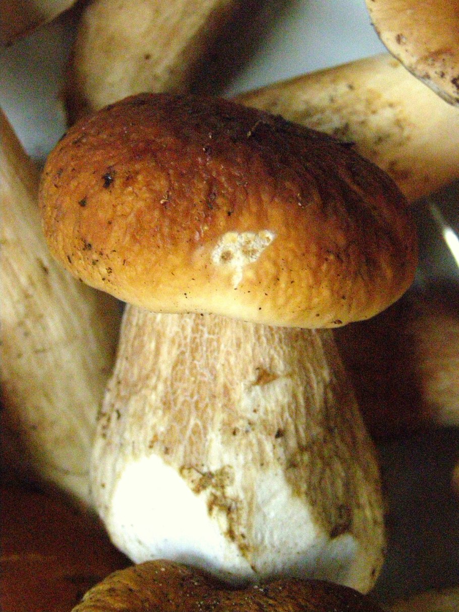 Ложный Боровик белый гриб