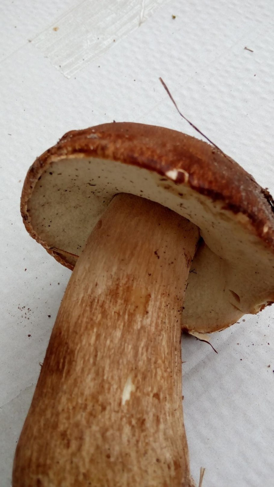 Ложный белый Боровик