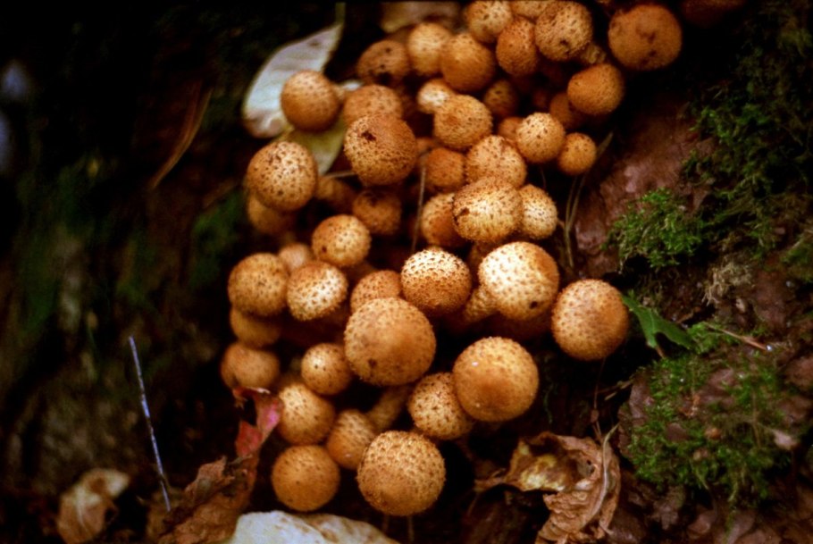 Лжеопята фото