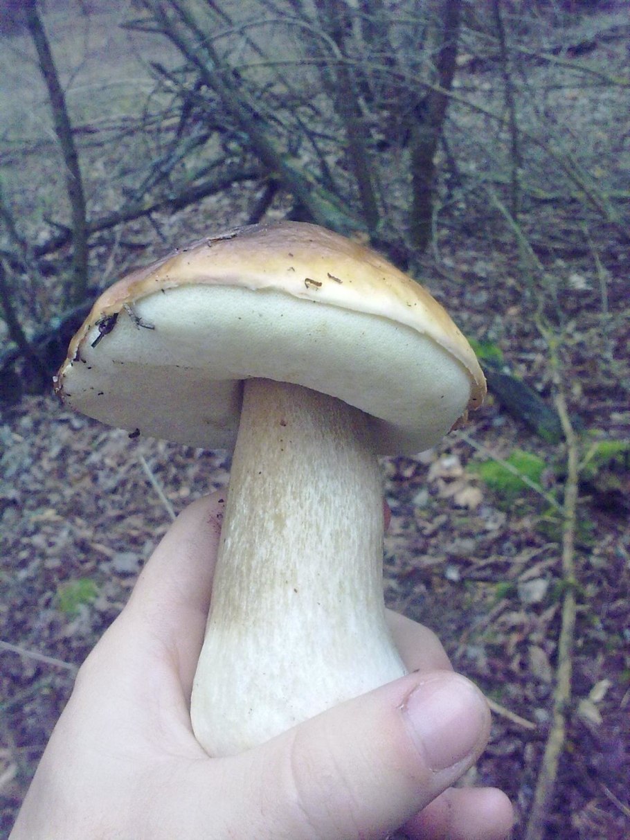 Ложный белый Боровик