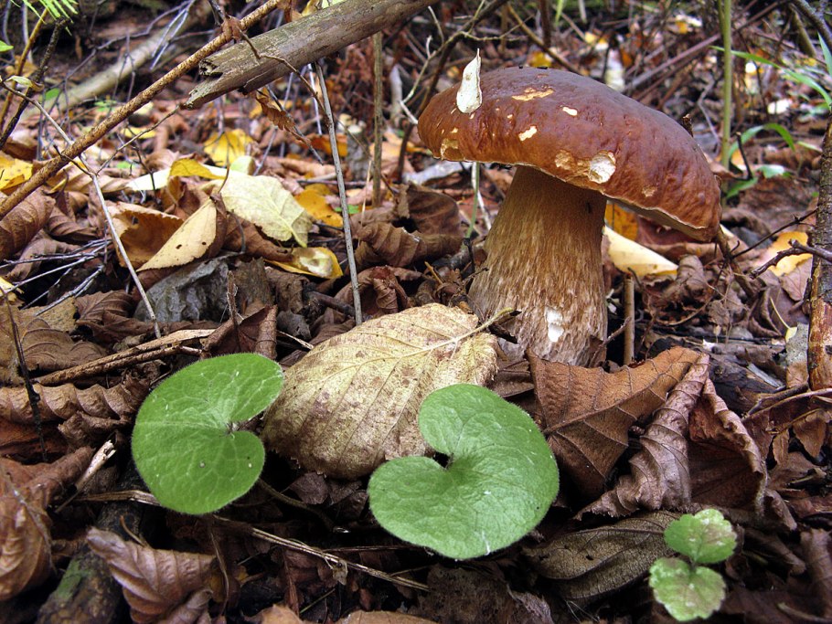 Лже Боровик гриб