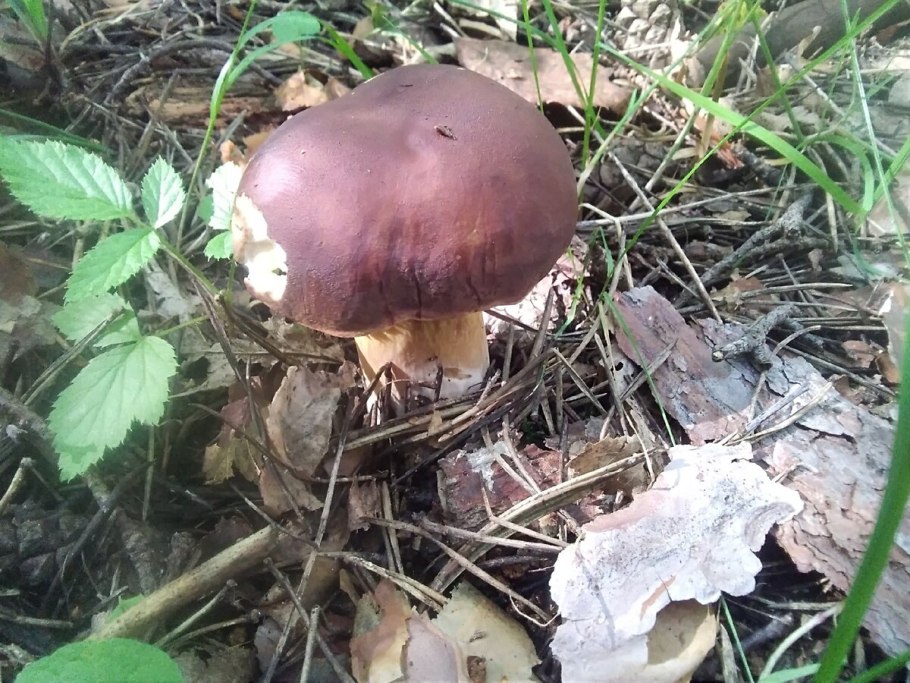 Белый гриб ложный двойник