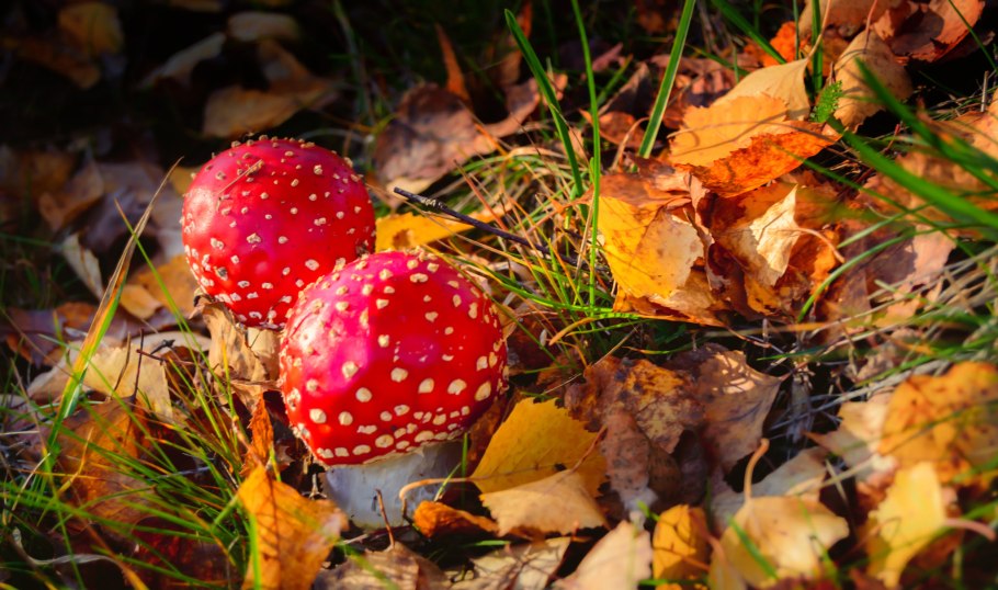 Осенний лес с грибами