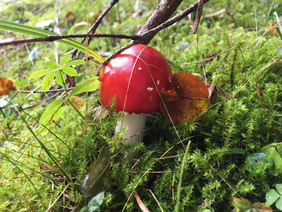 Осенние мухоморы