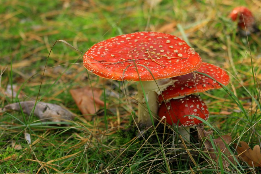 Мухомор гриб