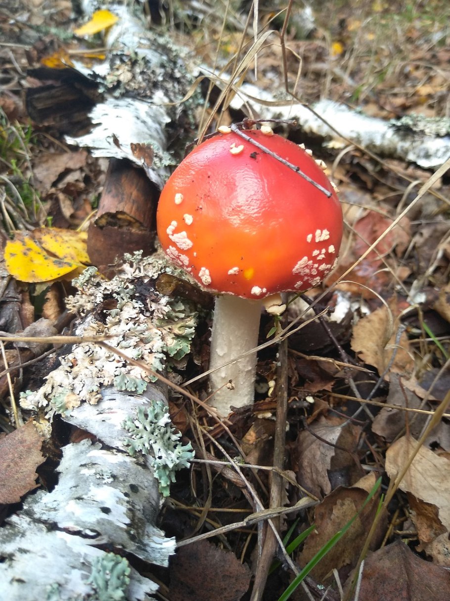 Мухомор аманита мускария