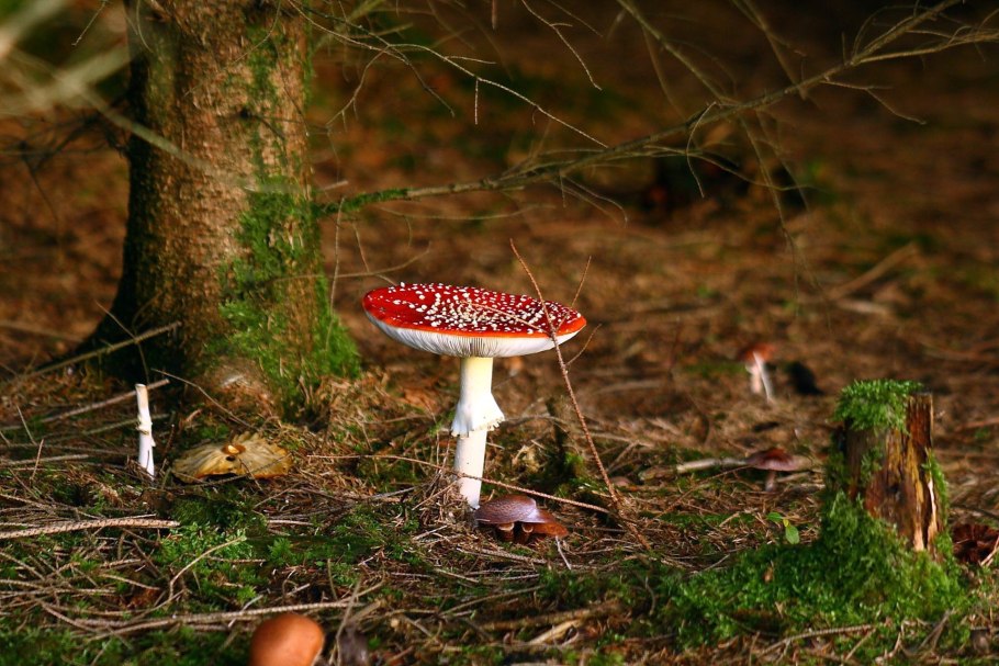 Осень лес грибы мухоморы