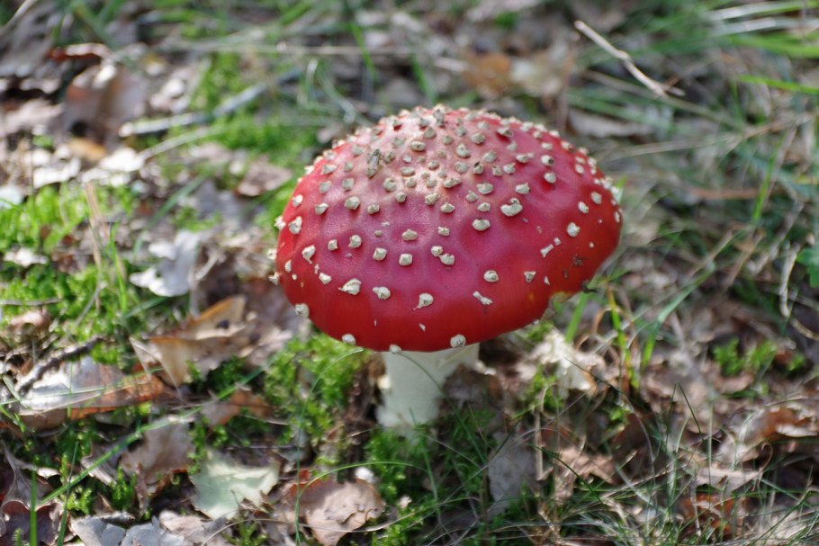 Agaricus muscarius — красный мухомор