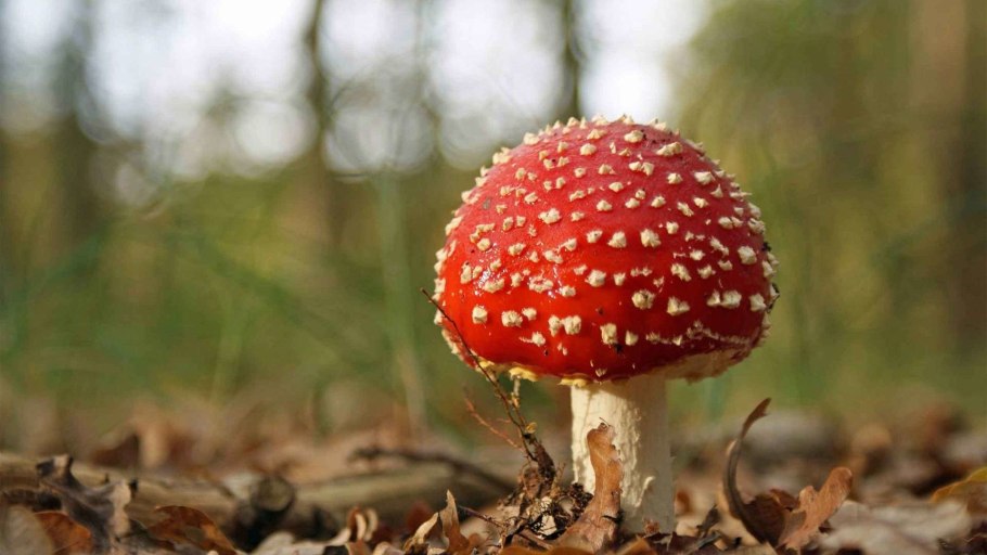 Осенние мухоморы