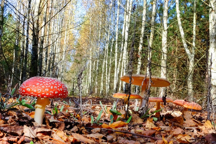 Мухомор в лесу