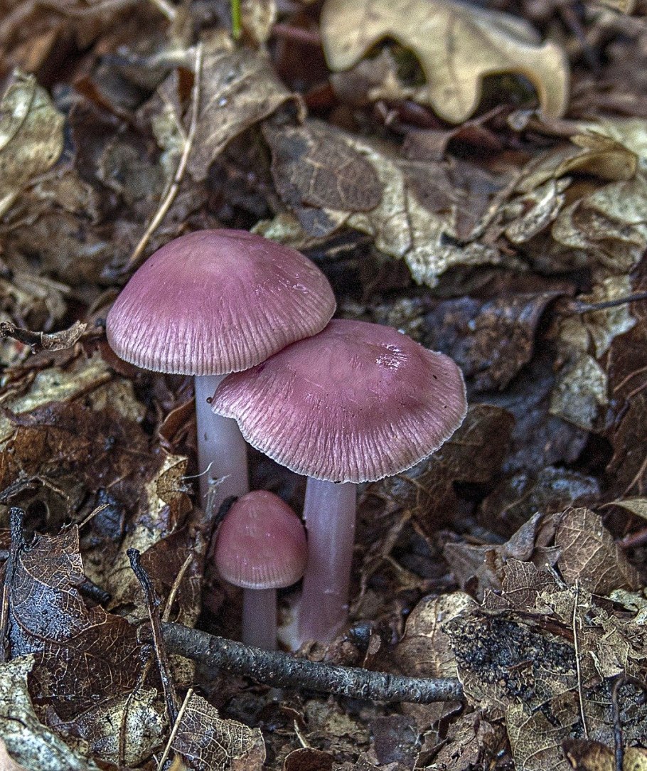 Mycena rosea грибы