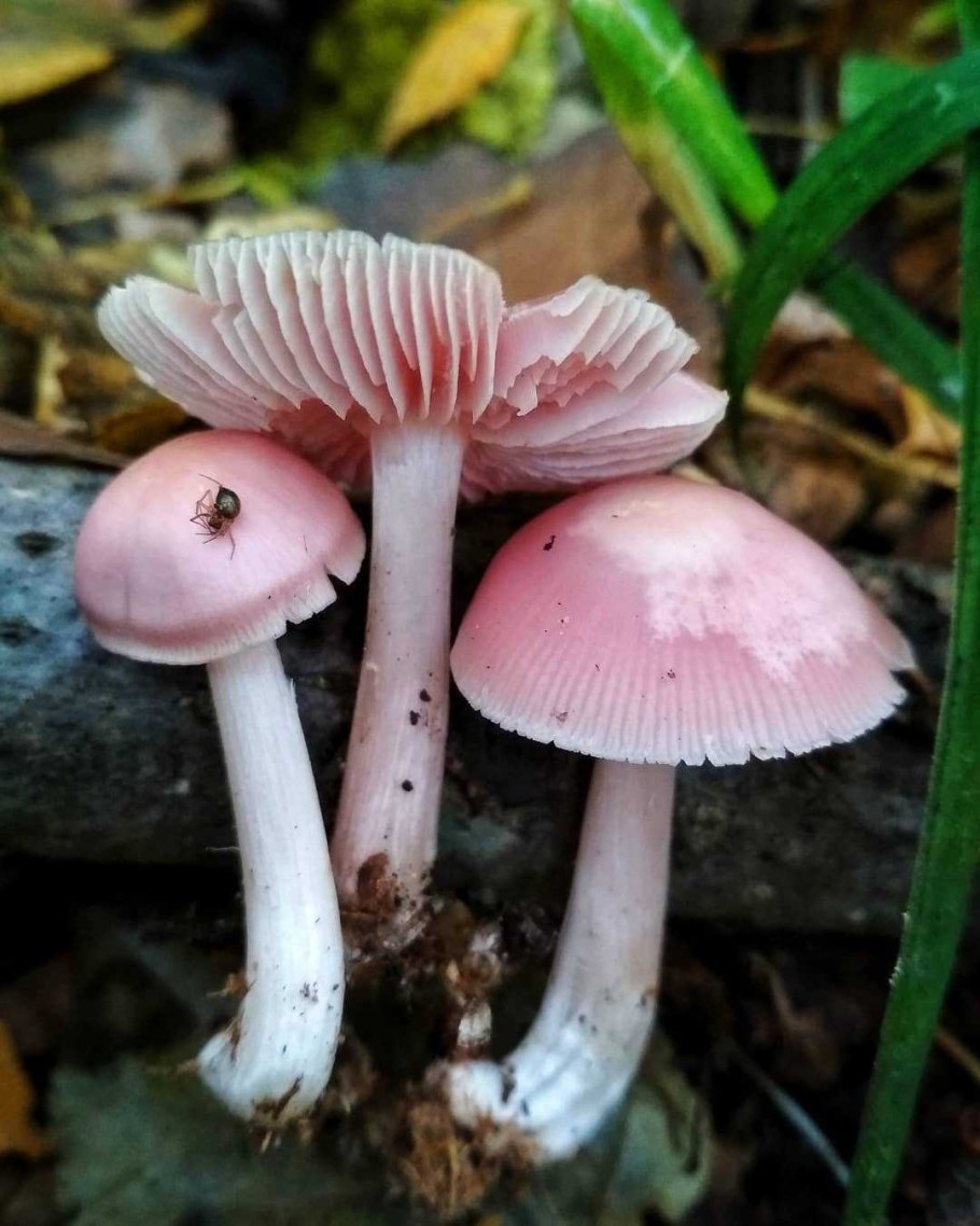 Tricholomopsis rutilans