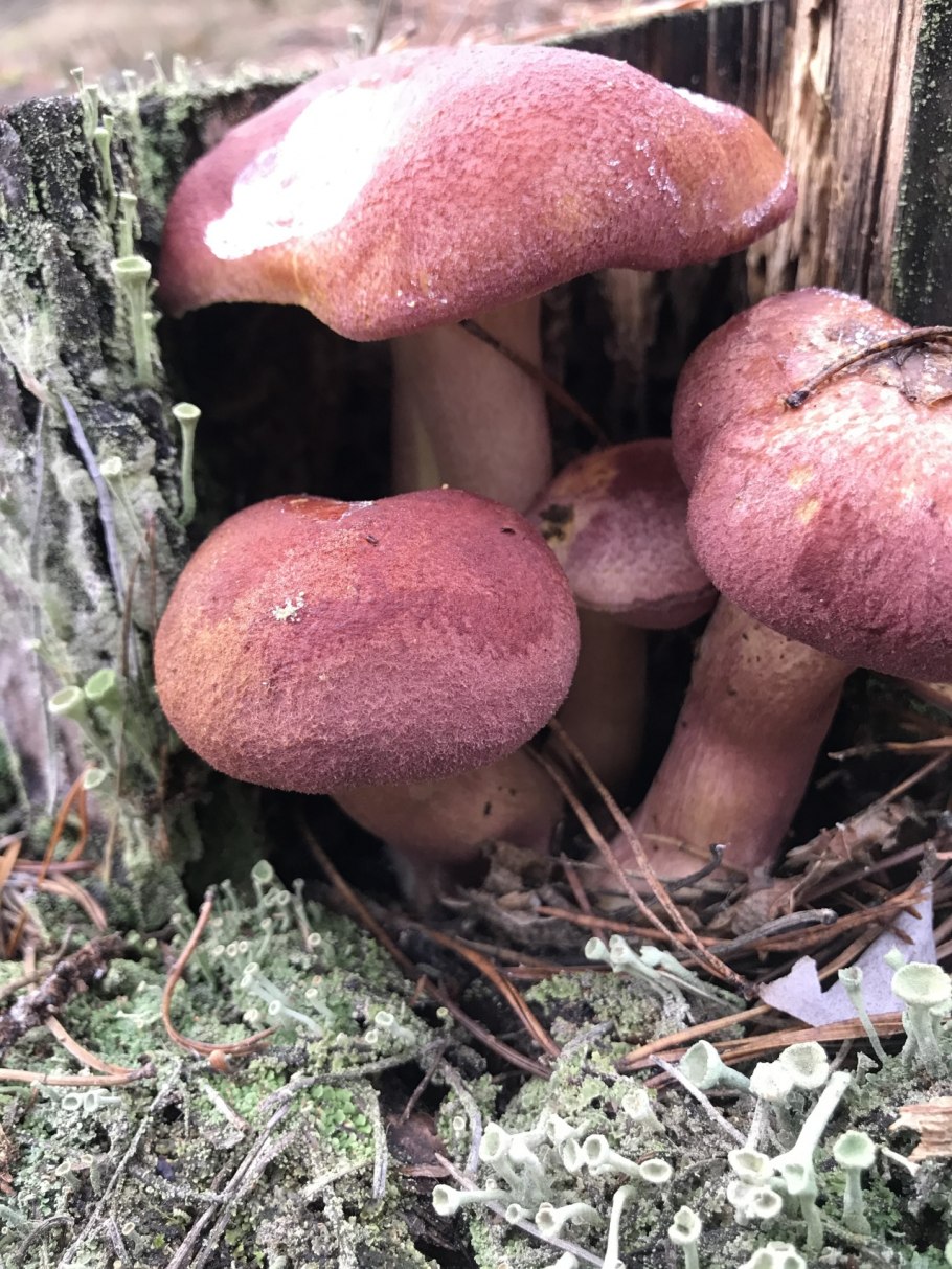 Грибница гриба фото