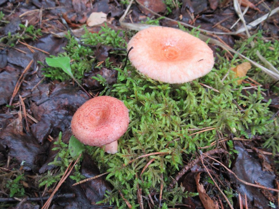 Волнушка розовая Lactárius torminósus