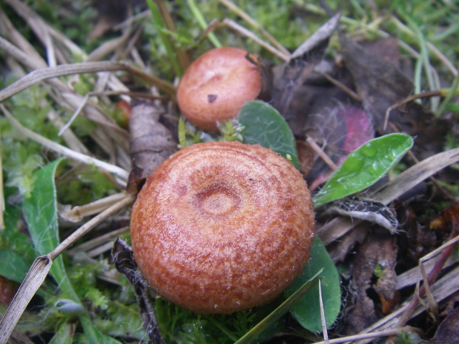 Грузди и волнушки