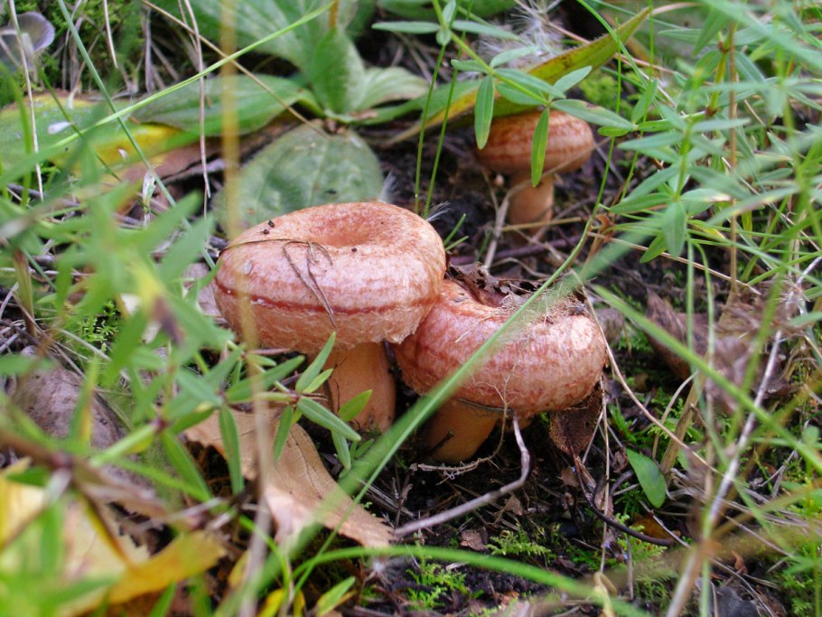 Волнушки грибы