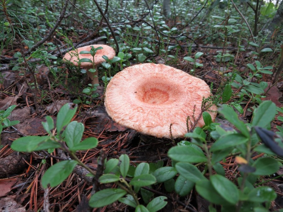 Лесные грибы для засолки