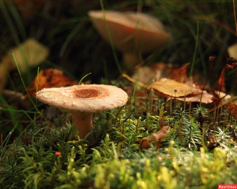 Волнушки грибы
