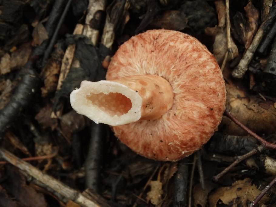 Рыжики и волнушки