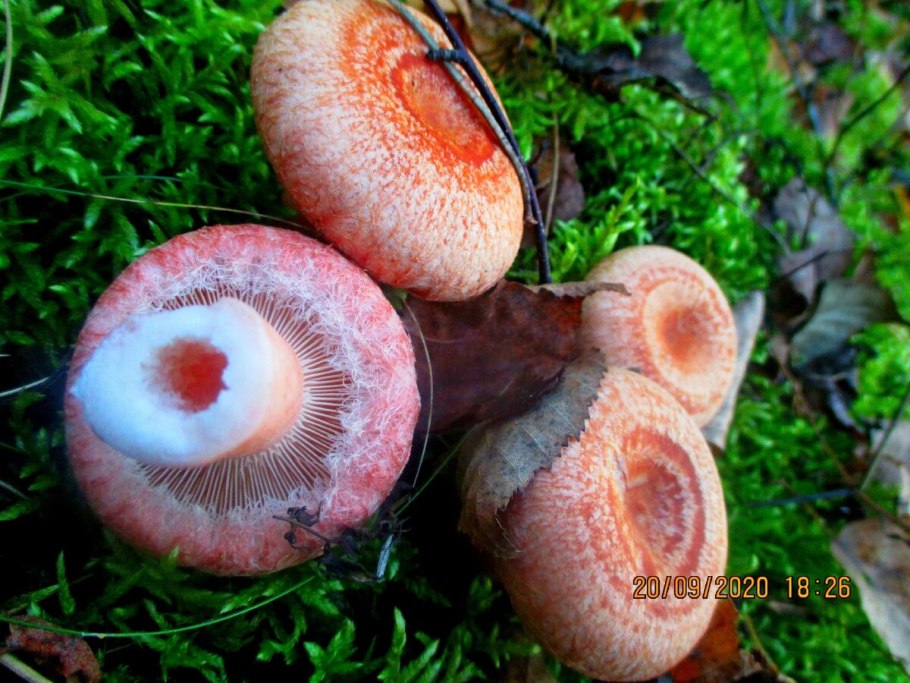 Рыжик Сосновый деликатесный