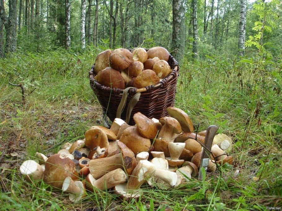 Сбор грибов
