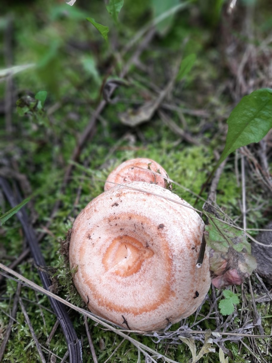 Лесные грибы волнушки