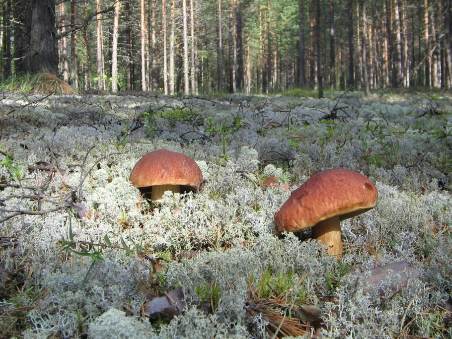 Караканский Бор грибы