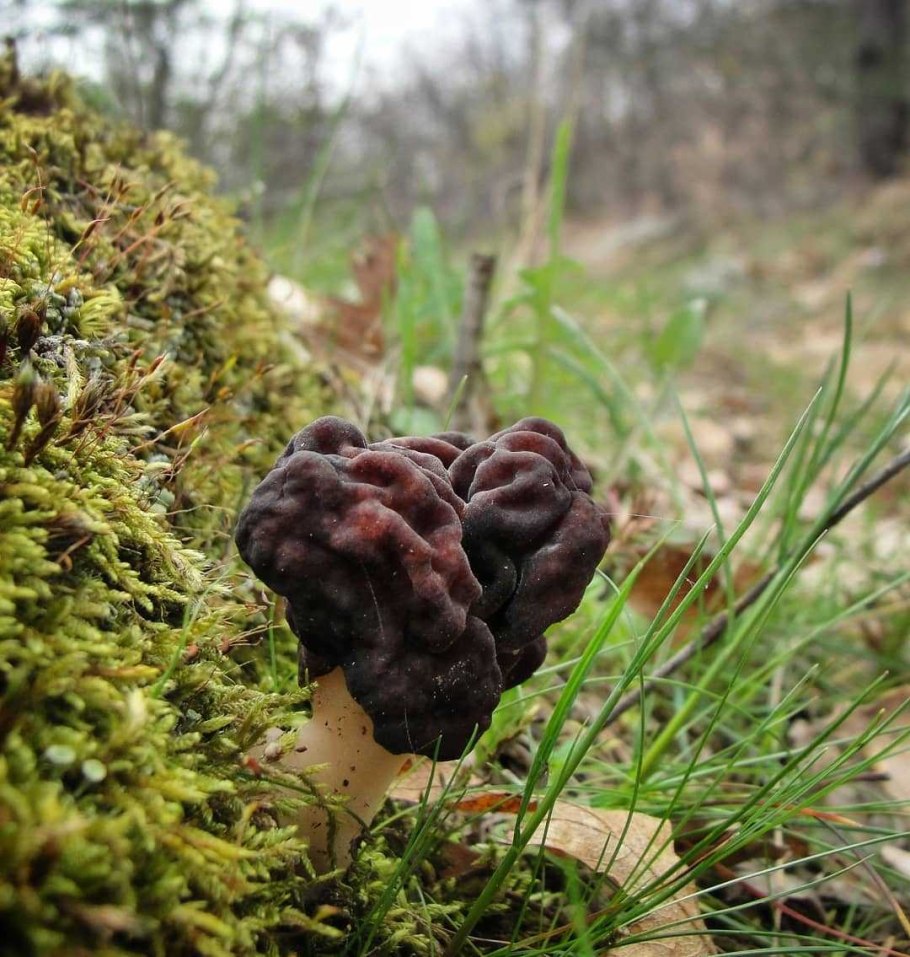 Гриб сморчок гигантский