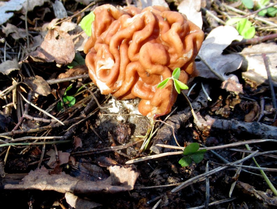 Строчок обыкновенный каких размеров шляпка