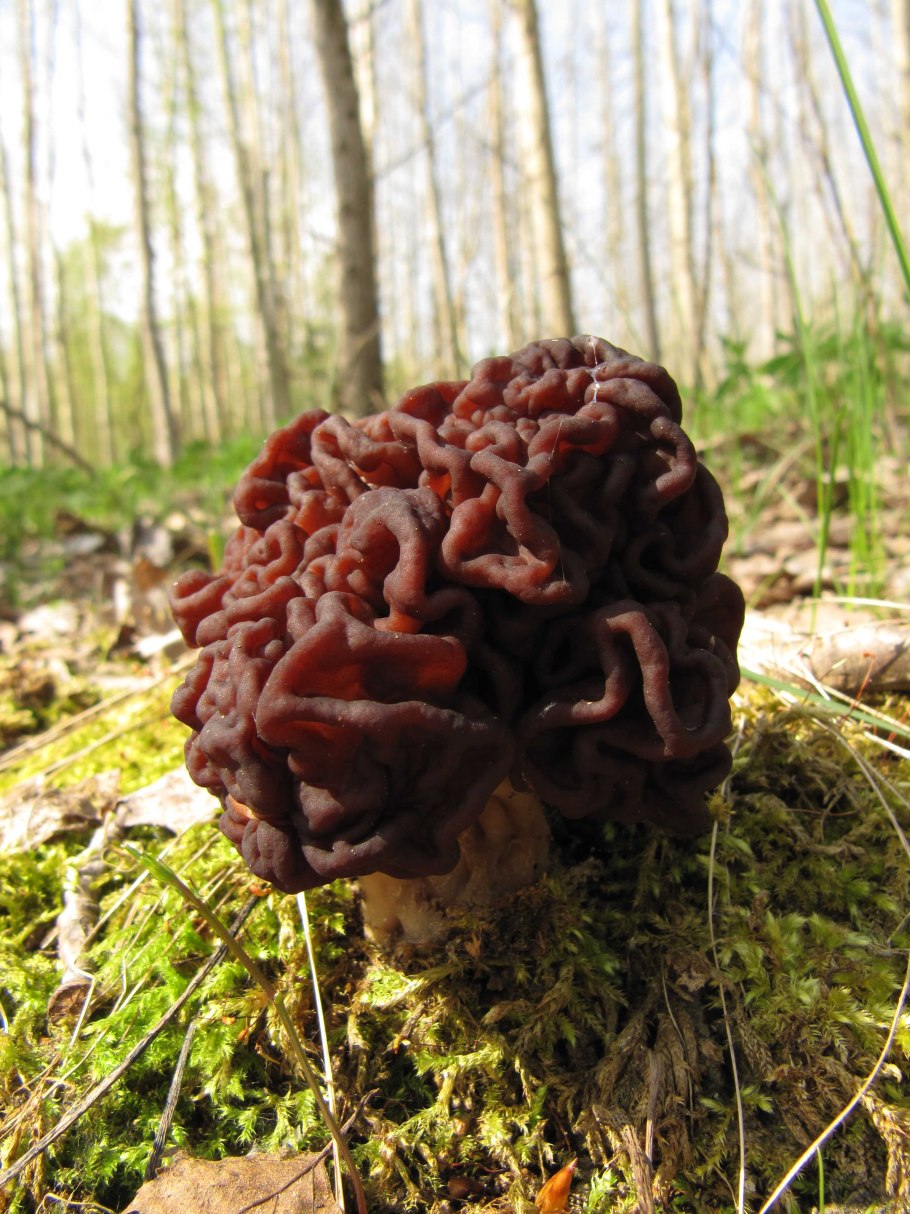 Gyromitra esculenta