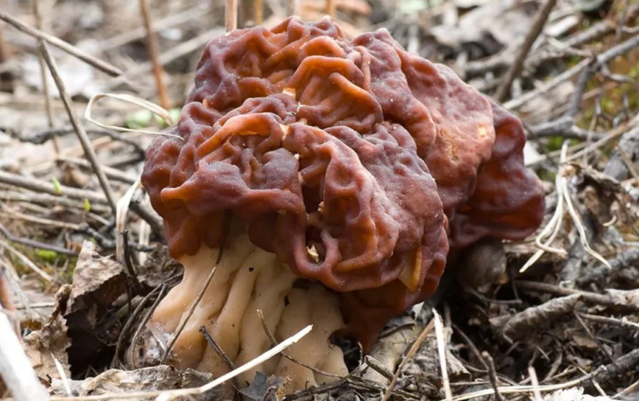 Сморчок и строчок