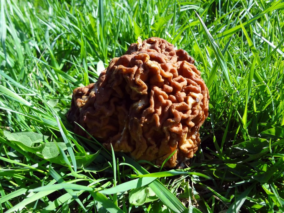 Гриб строчок полевой