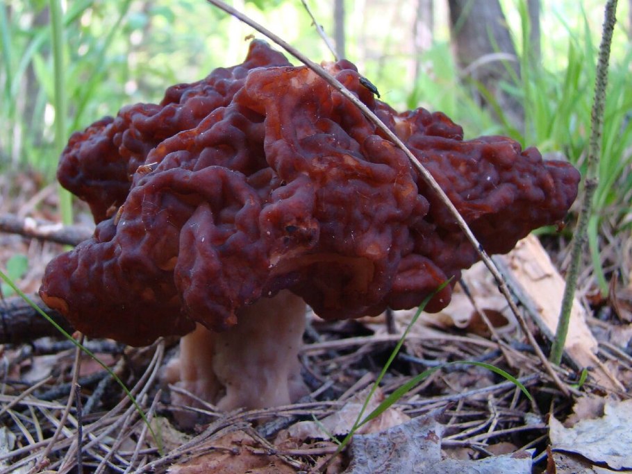 Строчок обыкновенный съедобный гриб