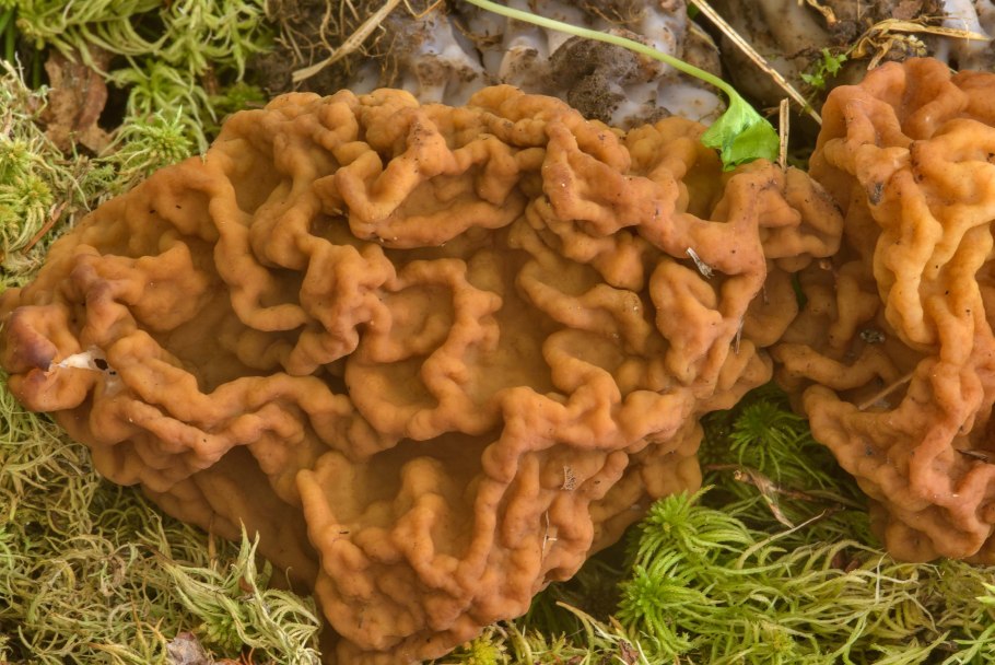 Гиромитра инфула