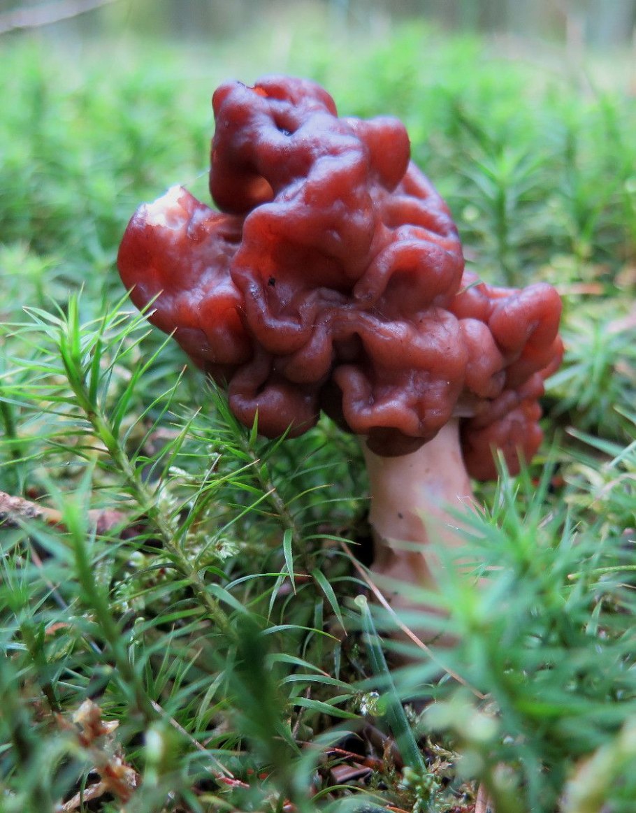 Гимений строчок обыкновенный