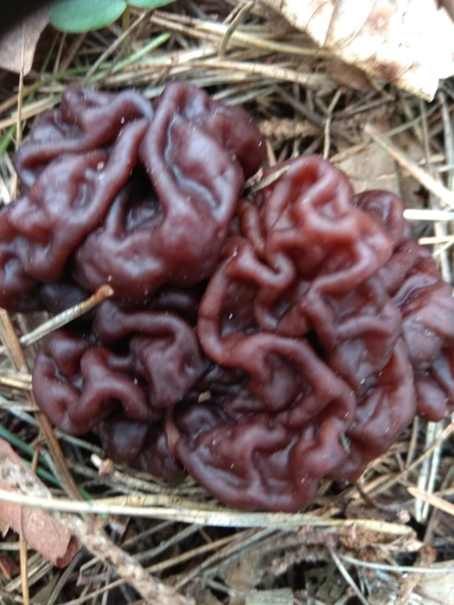 Строчок обыкновенный и строчок гигантский