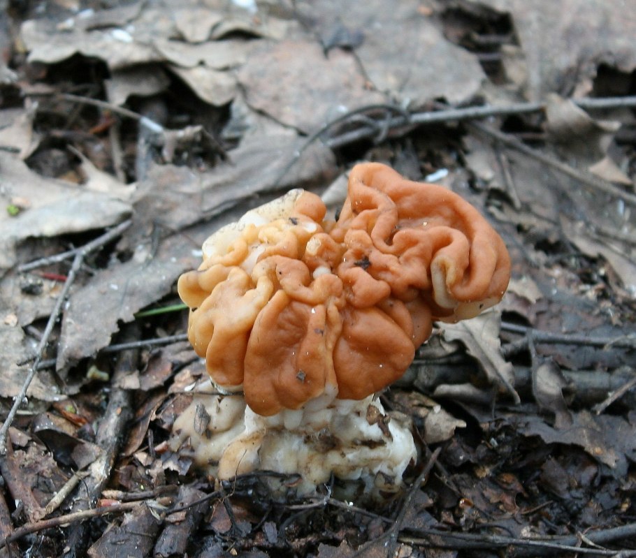 Гриб строчок обыкновенный