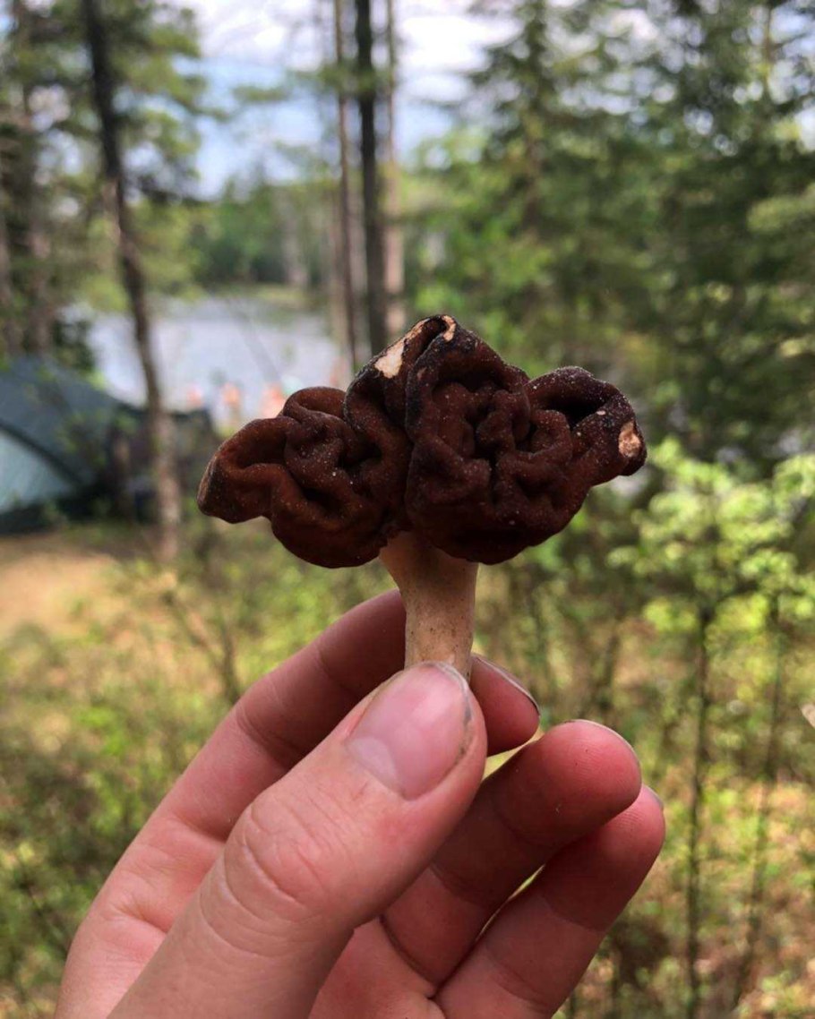 Ложные сморчки грибы