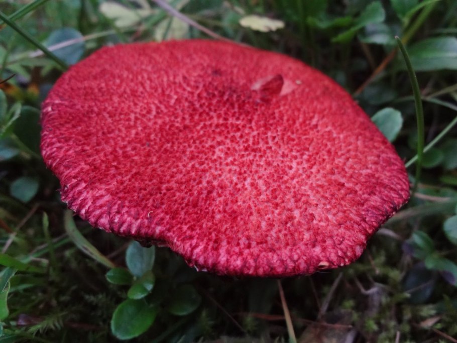 Благородный гриб с розовой губкой