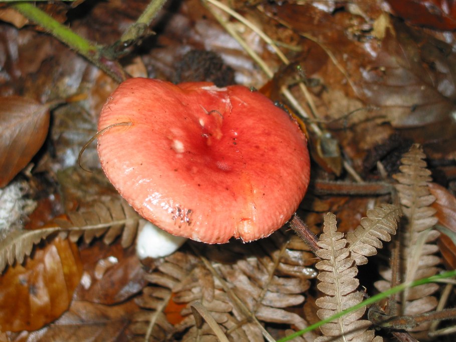 Сыроежка розовая Russula rosea