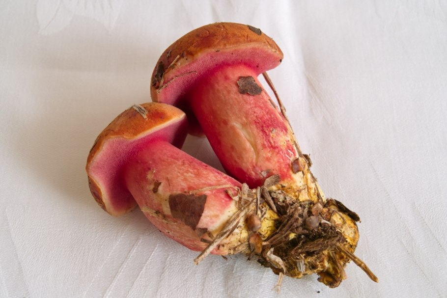 Маслёнок рубиновый (Suillus rubinus)