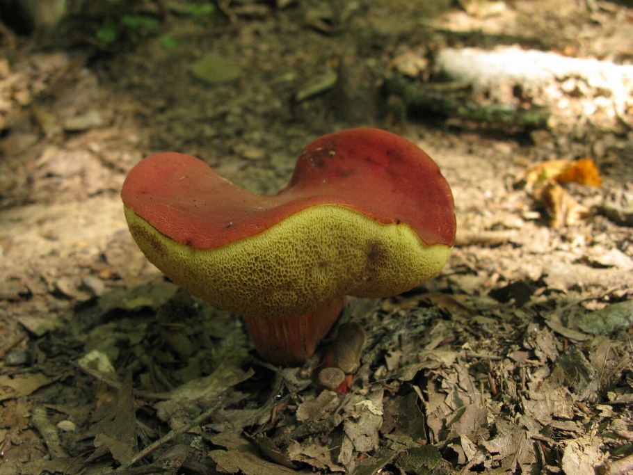 Моховик красный Xerocomus rubellus