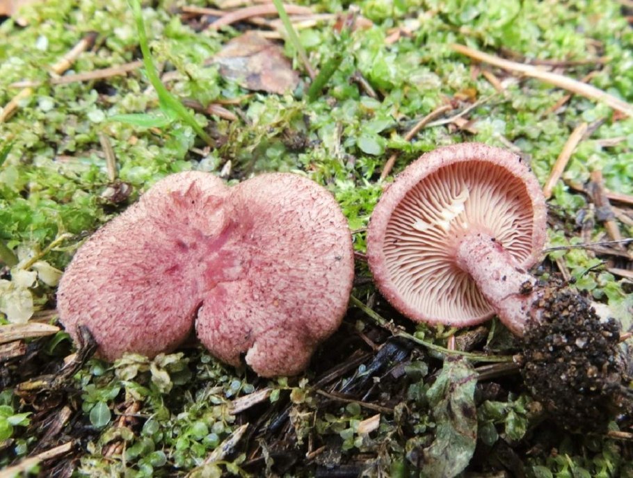 Млечник шиповатый и волнушка